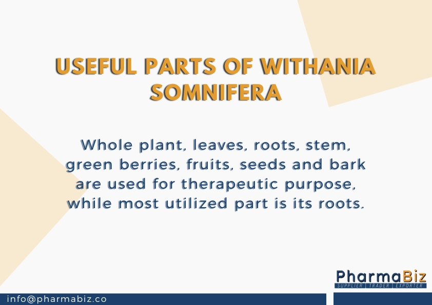 Ashwagandha | Indian ginseng | Withania Somnifera